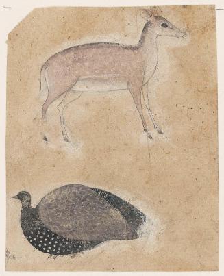 Deer and Turkey