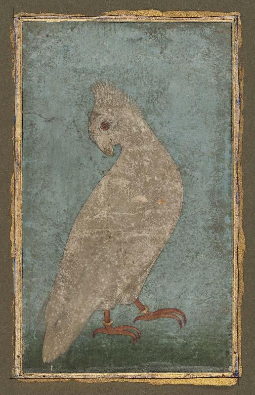 Cockatoo