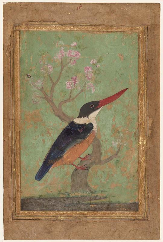Kingfisher