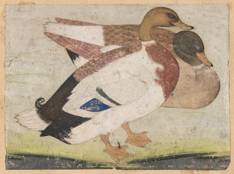 Two Mallard Ducks