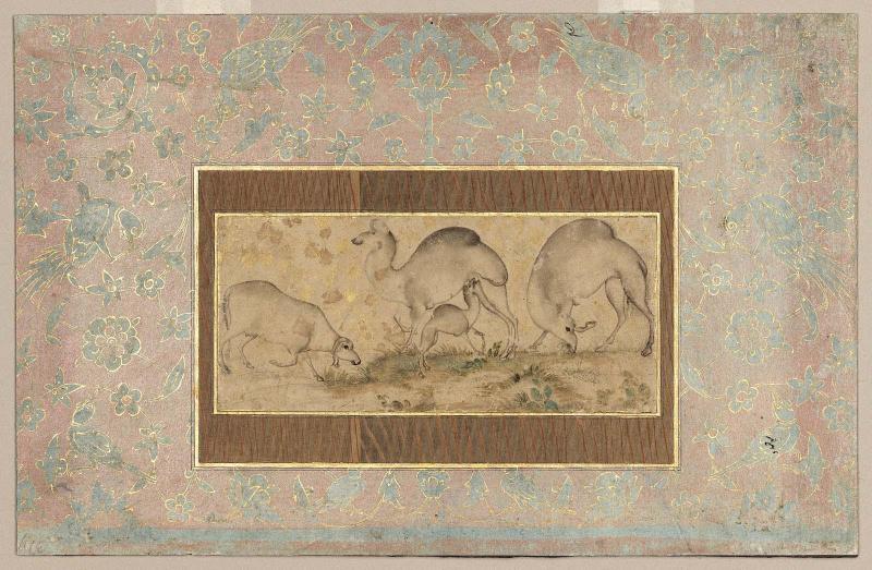 Family of camels and a ram