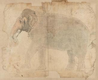 Portrait of an Elephant