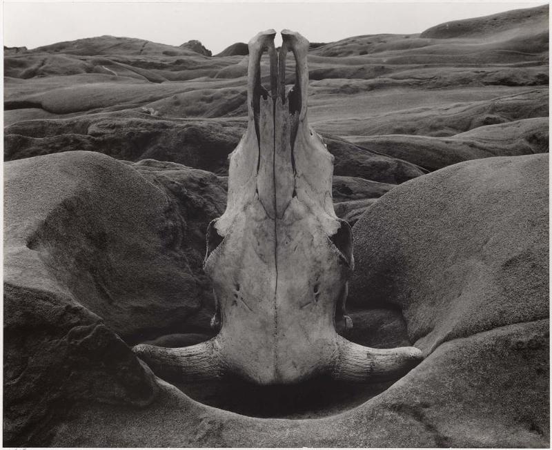 Skull and Rock-Arrangement