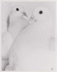 Doves