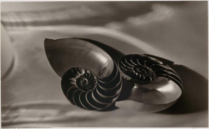 Two Halves of a Chambered Nautilus