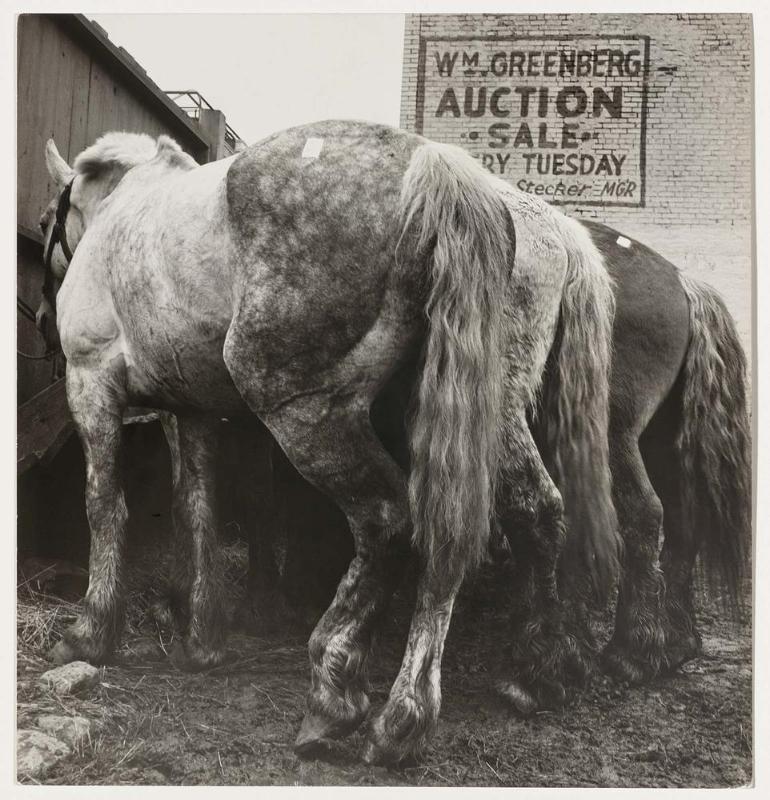 Brooklyn Horse Auction, New York City