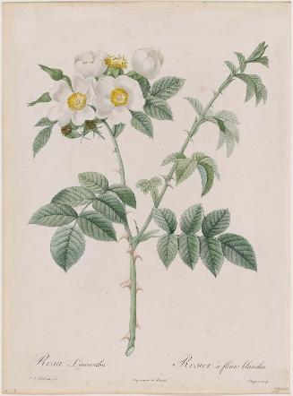 White Flowered Rose (Rosa Leucantha / Rosier à fleurs blanches)  Rose, Plate 53 from "Les Roses", Vol. 1