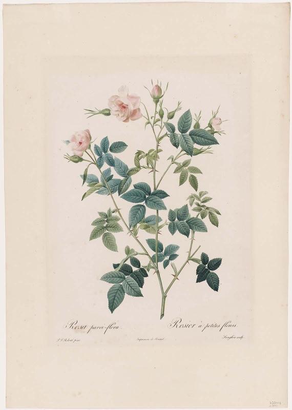 Rosa Parvi-flora (Rosier à Petites Fleurs) (Double Flowered Carolina Rose) Plate 92 from "Les Roses" Vol. II (1821)