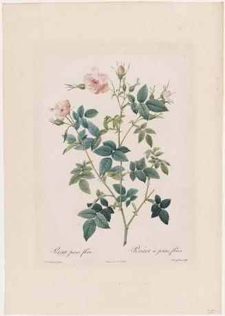 Rosa Parvi-flora (Rosier à Petites Fleurs) (Double Flowered Carolina Rose) Plate 92 from "Les Roses" Vol. II (1821)