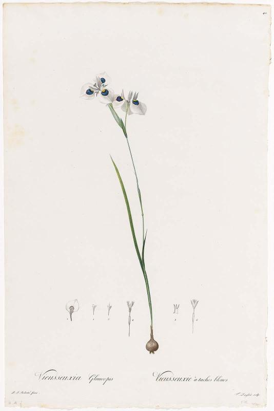 Vieusseuxia glaucopis / Vieusseuxie à taches bleues  (Plate 42 from P. J. Redouté, Les Liliacées, 1802–16)