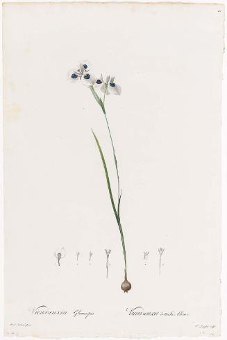 Vieusseuxia glaucopis / Vieusseuxie à taches bleues  (Plate 42 from P. J. Redouté, Les Liliacées, 1802–16)