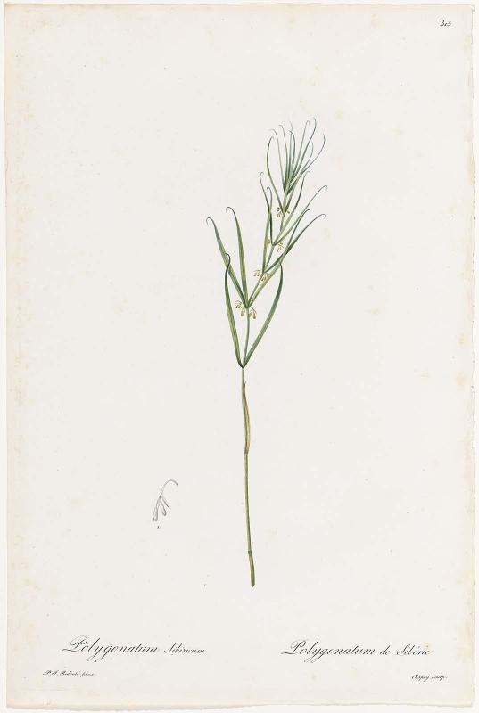 Polygonatum sibiricum (Polygonatum de Sibérie) (Plate 315 from P. J. Redouté, Les Liliacées, 1802–16)