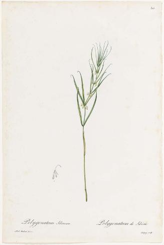 Polygonatum sibiricum (Polygonatum de Sibérie) (Plate 315 from P. J. Redouté, Les Liliacées, 1802–16)