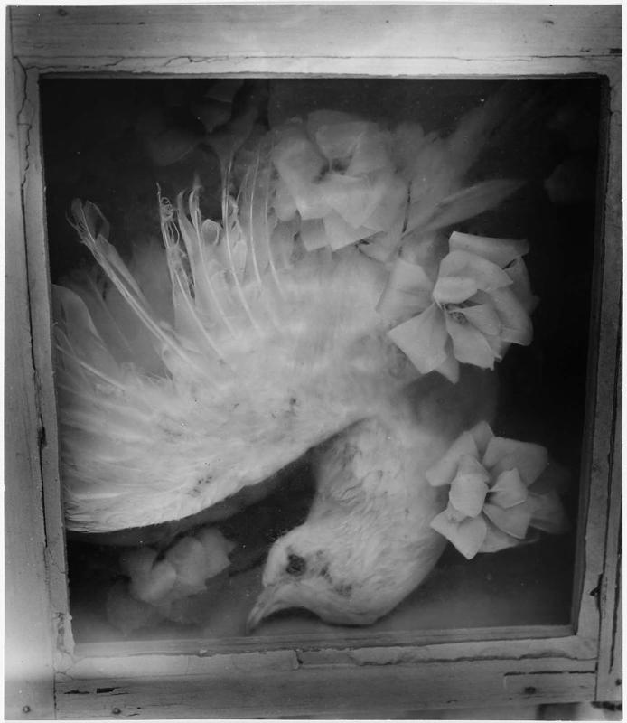 Bird of the Death Dream