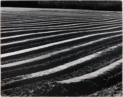 Ploughed for Asparagus