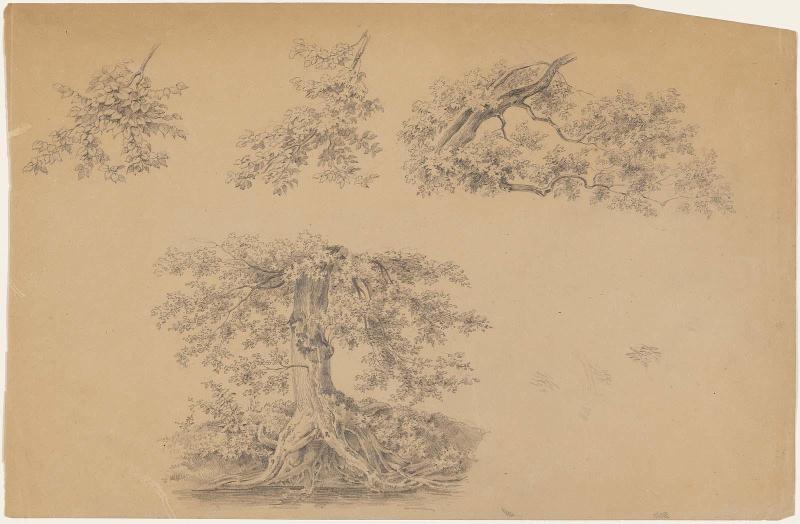 Four sketches of tree foliage on one sheet