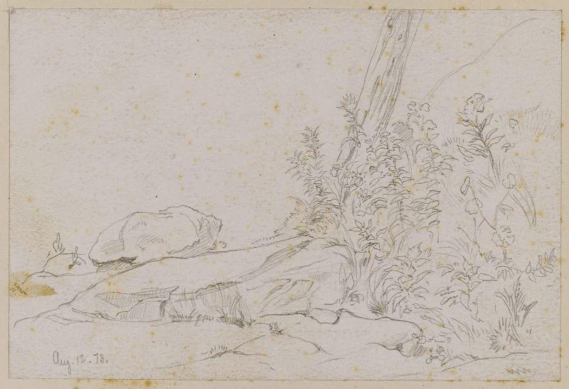 Rocks and Plants at Base of Tree
