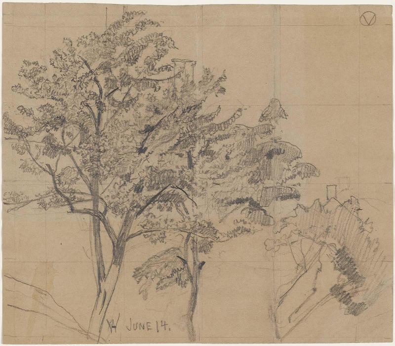 Trees Rising above House Rooftops