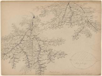 Birch Boughs, Catskill Mountains, July 8, 1856