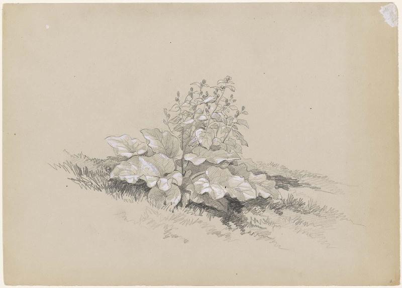Broad leaf flowering plant