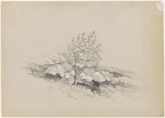 Broad leaf flowering plant