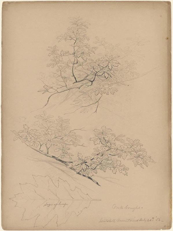 Oak boughs, Catskill Mountains, July 28, 1856