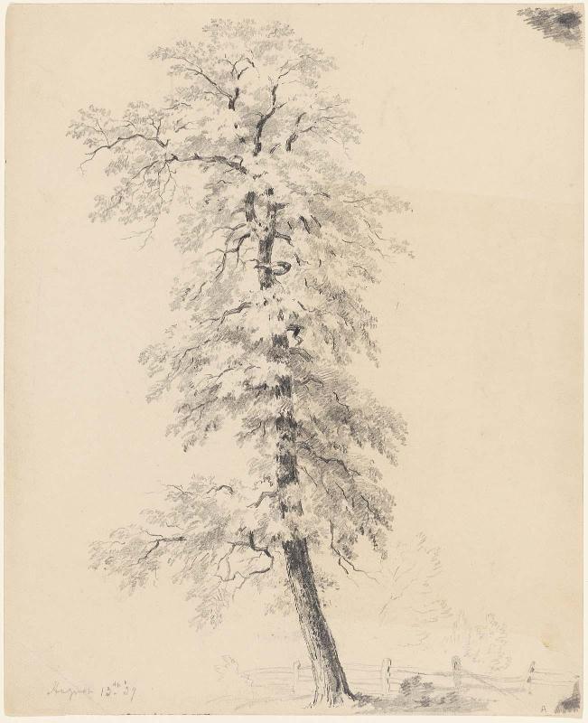 Tree, August 13, 1839