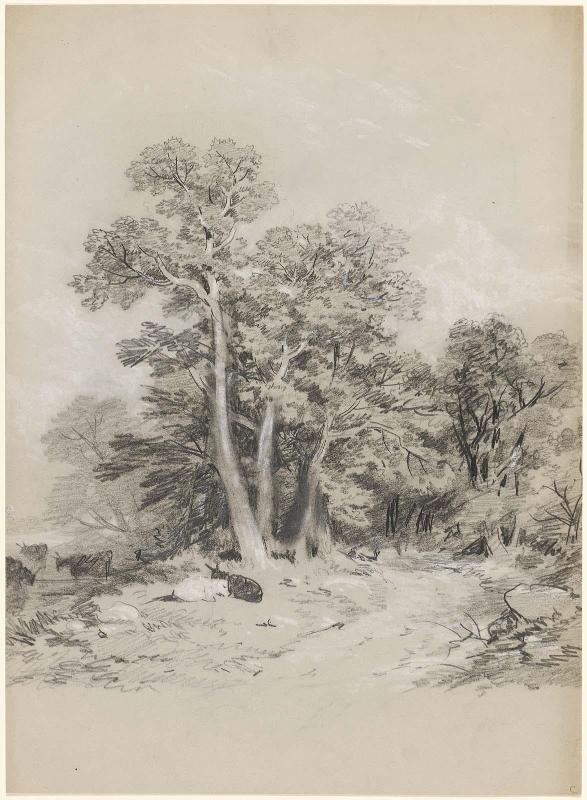 Woody landscape with cows