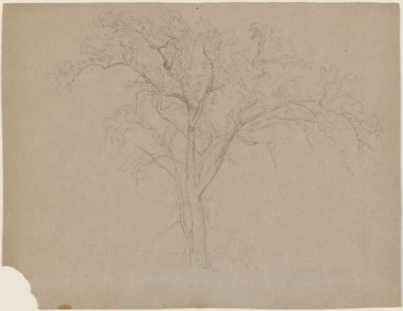 Large Tree