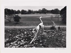 England, 1976 (Running Dog)
