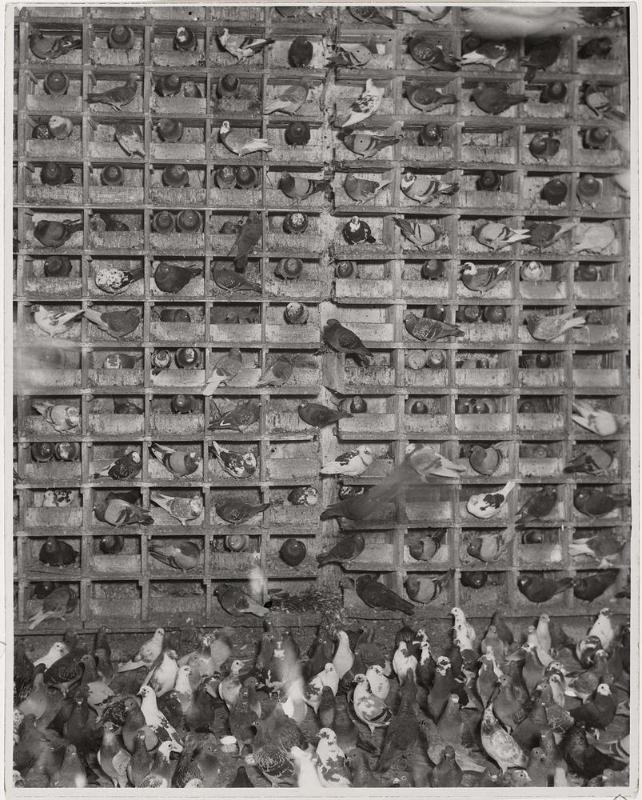 Nistplätze von Tauben