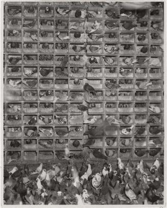 Nistplätze von Tauben