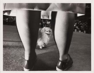 Untitled, from the series Dogs as Icons