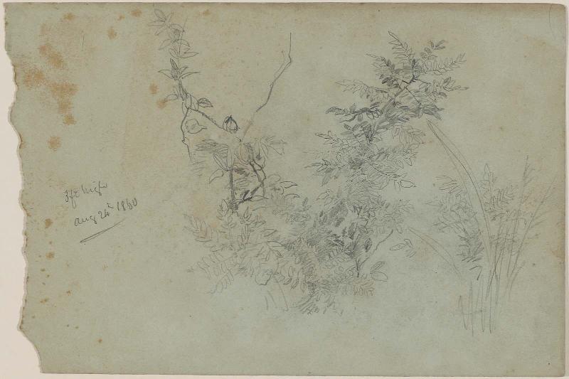 Foliage