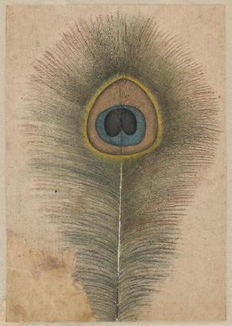 Peacock feather