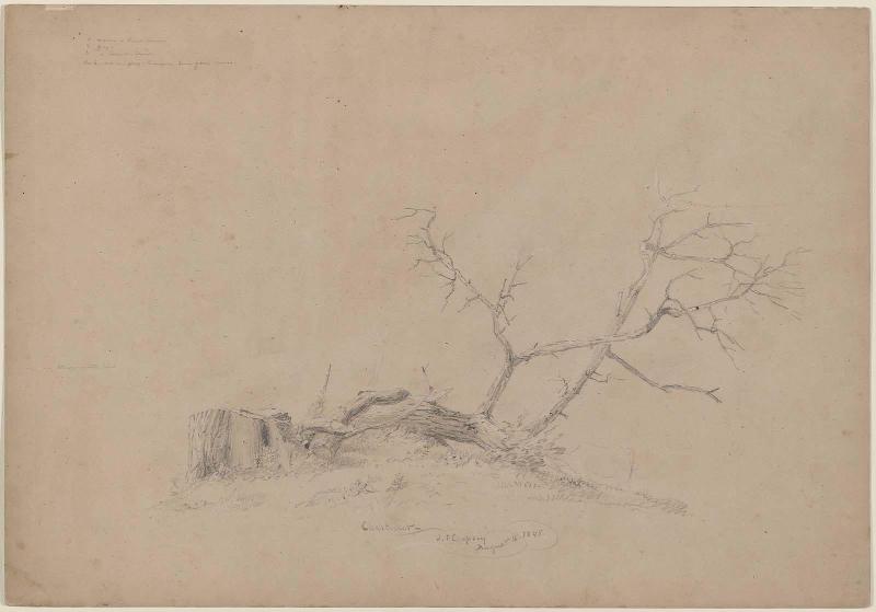 Felled Chestnut Tree