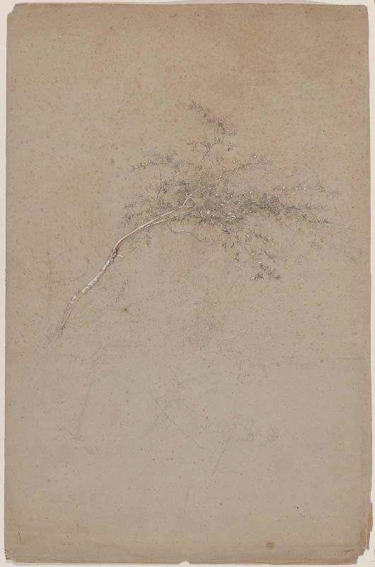 Slender Tree