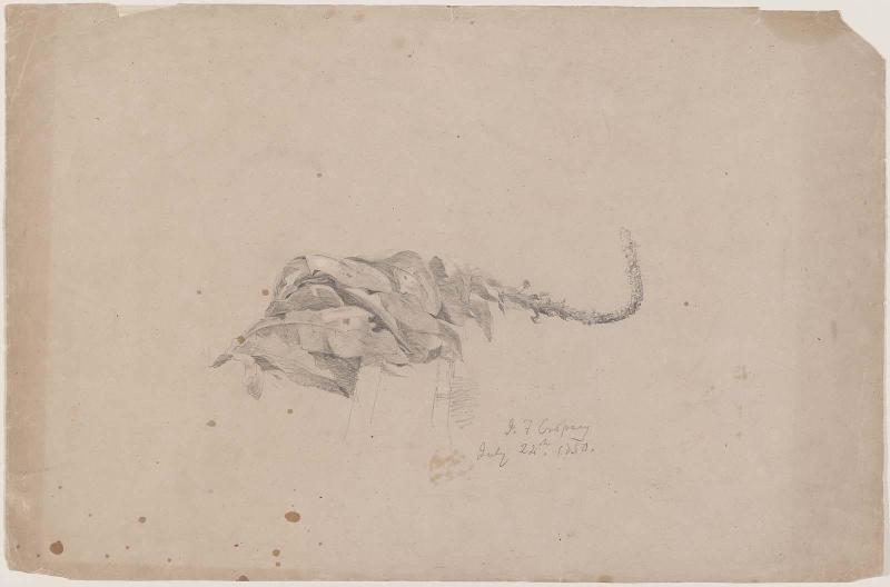 Tobacco Blossom