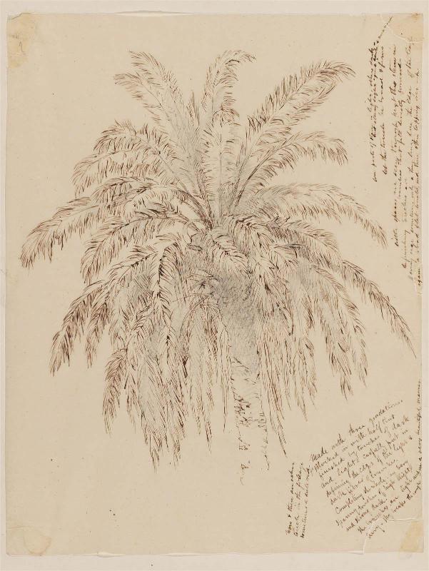 Top of Palm Tree