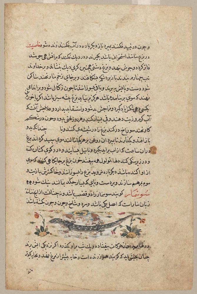 Nuzhatnama (Book of Pleasures): Lizard