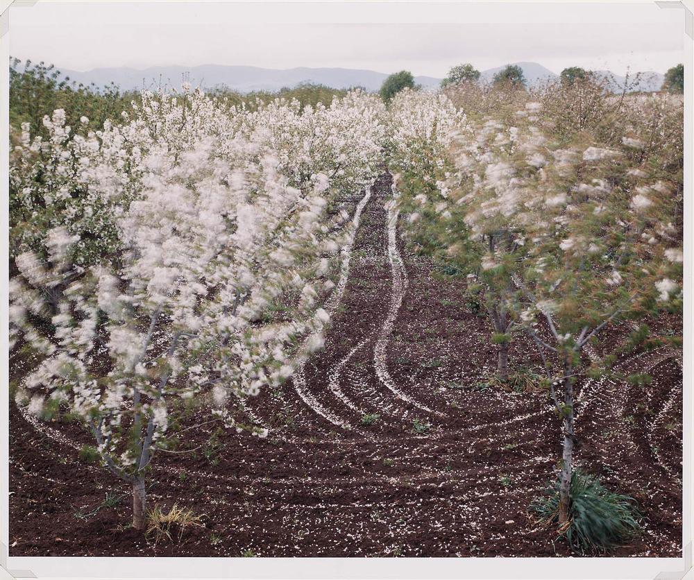 No Ordinary Land: Cherry trees blooming, Sparanise, Italy