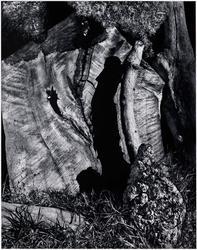 Untitled (Tree Stump and Wood)