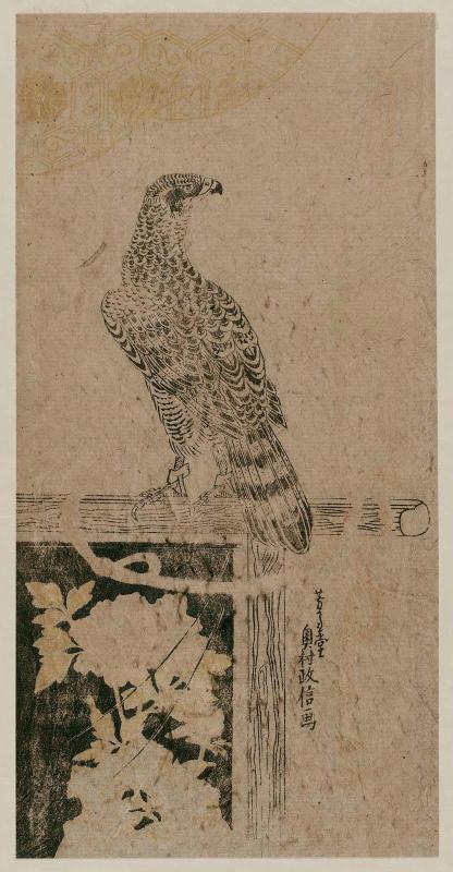 Hawk on Perch