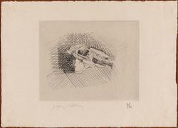 Dents de lait, dents de loup: Tête de lapin (Rabbit skull)
