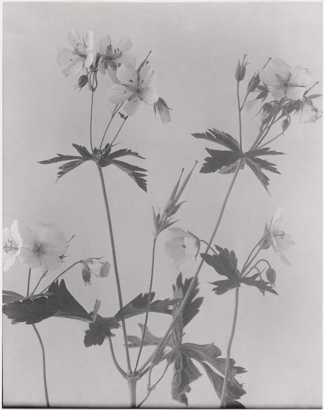 Geranium maculatum, Wild geranium, Wild Cranesbill, from "Wildflowers of New England, Part IX"