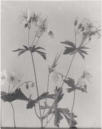 Geranium maculatum, Wild geranium, Wild Cranesbill, from "Wildflowers of New England, Part IX"