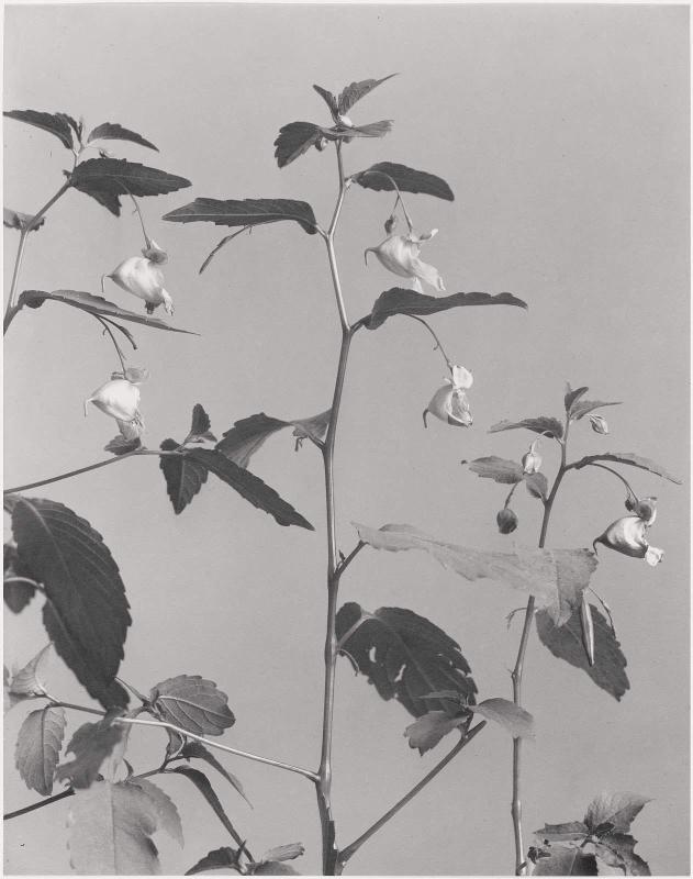 Impatiens pallida, Impatiens Aurea, Pale jewel-weed, Touch-me-not, from "Wildflowers of New England, Part IX"