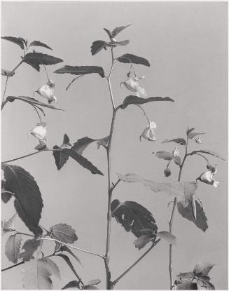 Impatiens pallida, Impatiens Aurea, Pale jewel-weed, Touch-me-not, from "Wildflowers of New England, Part IX"