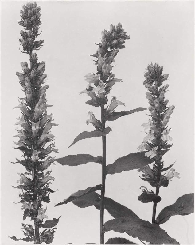 Lobelia syphilitica, Great or Blue Lobelia, from "Wildflowers of New England, Part IX"