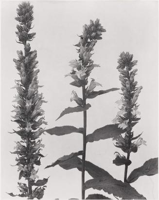 Lobelia syphilitica, Great or Blue Lobelia, from "Wildflowers of New England, Part IX"